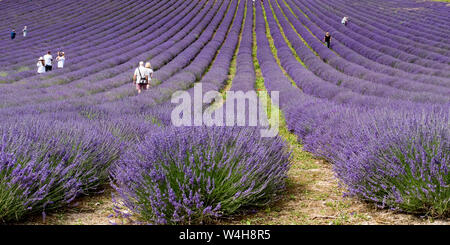 Sur la ferme de lavande Banque D'Images
