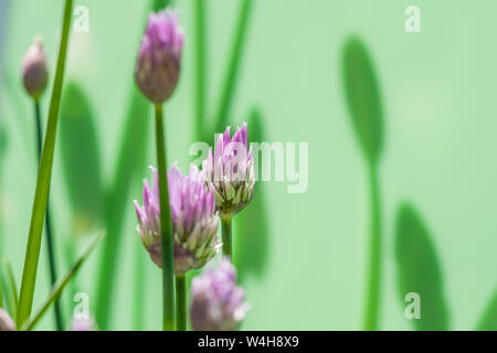 Fleurs de ciboulette avec un fond vert et des ombres Banque D'Images