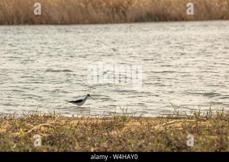 White-tailed Sandpiper Calidris temminckii - Kulik, la taille d'un moineau bird Banque D'Images