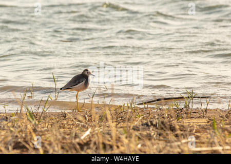 White-tailed Sandpiper Calidris temminckii - Kulik, la taille d'un moineau bird Banque D'Images