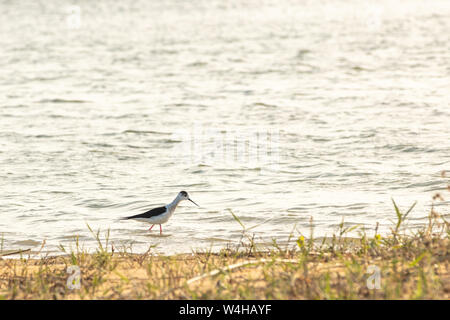 White-tailed Sandpiper Calidris temminckii - Kulik, la taille d'un moineau bird Banque D'Images