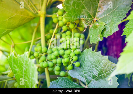 Groupe de jeunes verts sur la vigne Banque D'Images