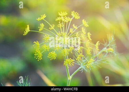 Cadre de l'aneth odorant vert dans le jardin Banque D'Images
