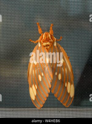 Grand Regal Moth ou Citheronia regalis est posé sur l'écran de la fenêtre Banque D'Images