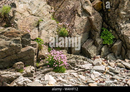 Fleurs roses de la mer, l'Armeria maritima, ou sea thrift sur rocky Shore, Île de Skye, Hébrides intérieures, Ecosse, Royaume-Uni Banque D'Images