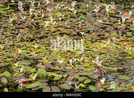 Water Lilies, île de Skye, Hébrides intérieures, Ecosse, Royaume-Uni Banque D'Images