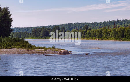 Une île de la rivière de la fontaine dans le parc national Denali près de l'autoroute 3 et l'alaska railroad avec forêt et ciel bleu en arrière-plan Banque D'Images