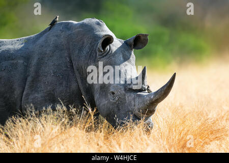 Rhinocéros blanc bull portrait , fortement concentré et alerté dans les hautes herbes d'or. Le Parc National de Kruger. Ceratotherium simum Banque D'Images