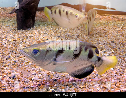 Poisson Poisson Archer ou sarbacane (Toxotidae) dans un aquarium de poissons connus pour leur habitude de chasser sur les insectes et autres petits animaux par shootin Banque D'Images