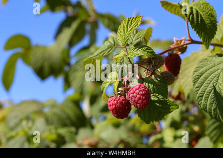 Succursale de framboises mûres dans un jardin sur fond vert Banque D'Images