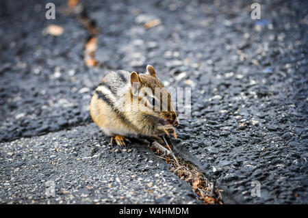 Ce tamia vit sous mon trottoir, il est très sympathique et toujours mange au buffet de feuilles sèches dans l'entrée de crack.Je me sens seront amis. Banque D'Images