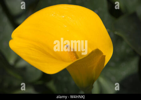 Gelbe (Calla Zantedeschia elliottiana) im Botanischen Garten Banque D'Images