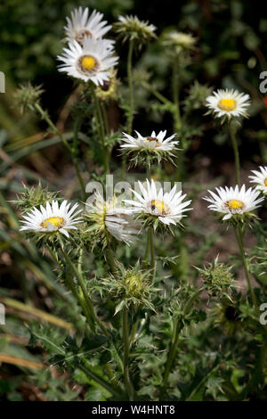 (Prachtdistel cirsiifolia Südafrikanische Berkheya im Botanischen Garten) Banque D'Images