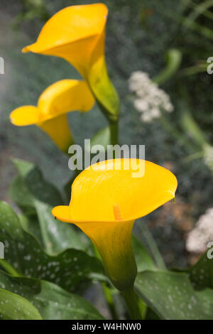 Gelbe (Calla Zantedeschia elliottiana) im Botanischen Garten Banque D'Images