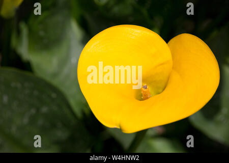 Gelbe (Calla Zantedeschia elliottiana) im Botanischen Garten Banque D'Images