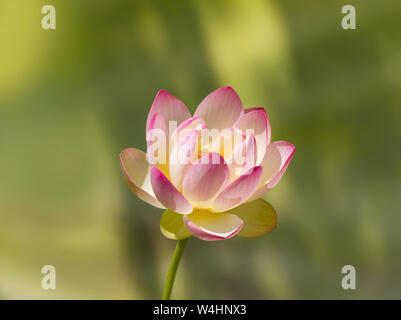 La Sainte fleur de lotus en pleine floraison contre soft green background Banque D'Images