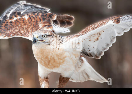 Amérique du Nord ; United States ; Montana ; faune ; oiseaux ; ; ; rapaces prédateurs ; la Buse rouilleuse Buteo regalis. Banque D'Images