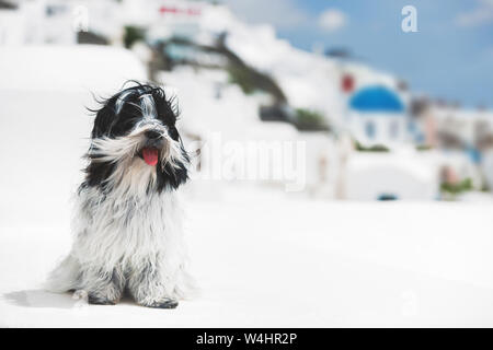 Terrier tibétain chien assis sur le mur de pierre en Oia, Santorin, Grèce, selective focus Banque D'Images