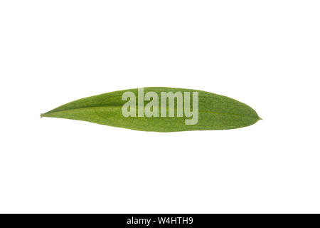Waldmeister, Wald-Meister, Galium odoratum, Sweet Woodruff, Gerbrandy State odorante. Blatt, Blätter, feuille, feuilles Banque D'Images