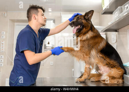 Un médecin examine un vétérinaire professionnel adulte grande race de chien berger allemand. Un jeune homme de race blanche vet travaille dans une clinique vétérinaire. Le chien à la re Banque D'Images