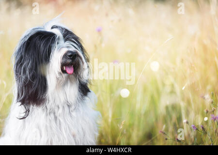 Chien de terrier tibétain dans un champ les yeux dans le lointain, selective focus Banque D'Images