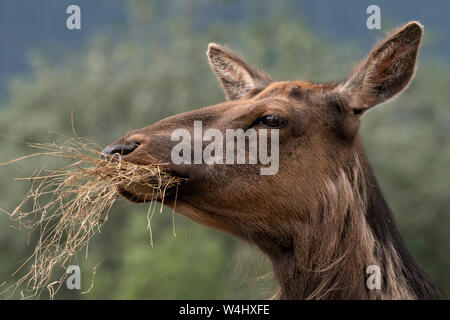 Amérique du Nord ; United States ; Montana ; le parc de Yellowstone ; faune ; mammifères ; le wapiti, Cervus elaphus ; vache ; Printemps Banque D'Images
