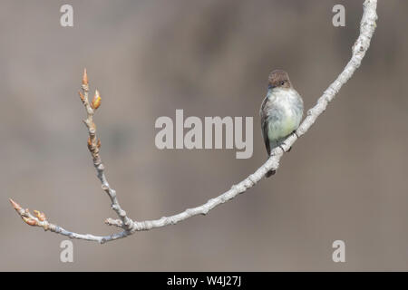 Un Moucherolle phébi affiche fièrement il jaune pâle tout en regardant vers le bas la cuirasse d'un cottowood Direction générale de l'arbre. Banque D'Images