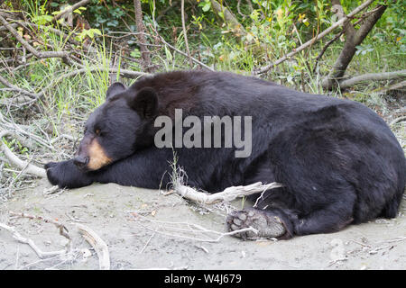 L'ours noir couchage en Alaska Banque D'Images