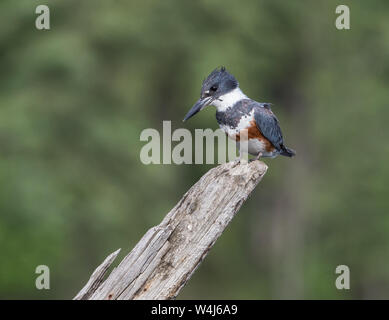 Martin-pêcheur en Alaska femelle Banque D'Images