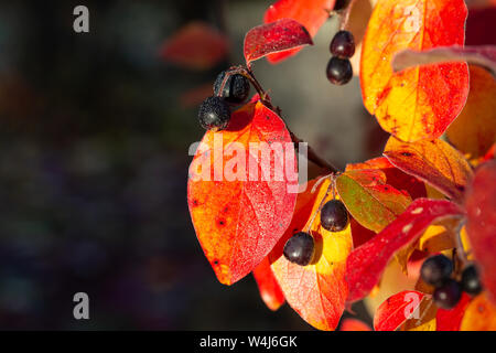 La couleur en automne sur un buisson de baies sauvages Banque D'Images