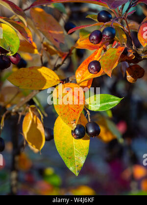 La couleur en automne sur un buisson de baies sauvages Banque D'Images