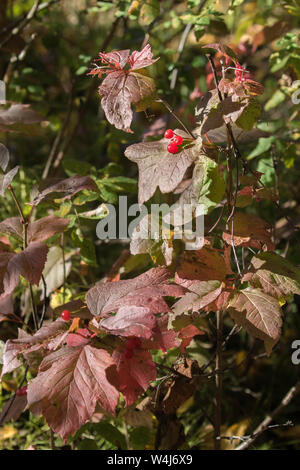 Canneberges Bush Haut Banque D'Images