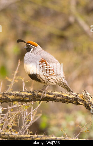 La caille de Gambel, Arizona. Banque D'Images