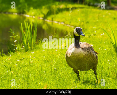 Closeup portrait of a Canada goose debout dans l'herbe à côté de l'eau, l'espèce d'oiseaux communs d'Amérique Banque D'Images