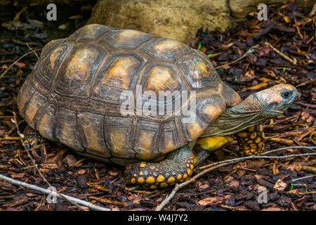 Closeup portrait of a yellow footed tortoise, brésilien, tortue géante, espèce de reptiles vulnérables du bassin amazonien d'Amérique Banque D'Images