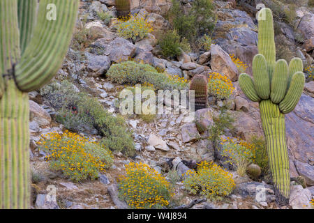 Saguaro Cactus, Marana, près de Tucson, en Arizona. Banque D'Images