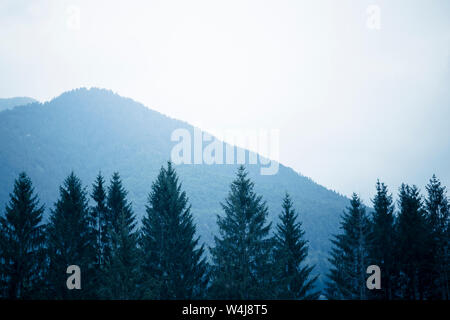 Arrière-plan de montagnes avec la cime des arbres dans la partie inférieure du cadre, sous un ciel gris Moody. Des tons froids, filtre bleu. Banque D'Images