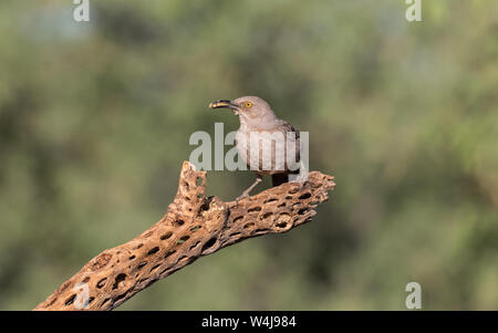 Oiseau Moqueur roux sur Saguaro Cactus Banque D'Images