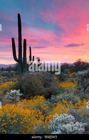 Marana, près de Tucson, en Arizona. Banque D'Images