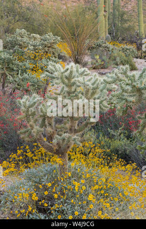 Cholla cactus avec brittlebush. De l'Arizona. Banque D'Images