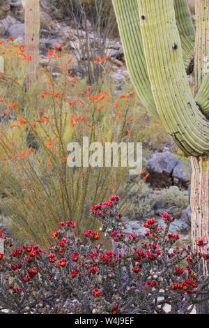 Printemps dans le désert de Sonora. Arizona Banque D'Images