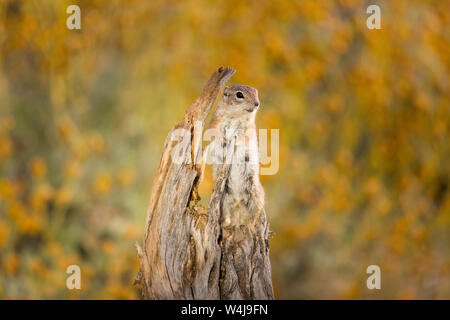Écureuil Antilope. De l'Arizona. Banque D'Images