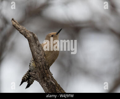 Une femelle Gila Woodpecker en Arizona Banque D'Images