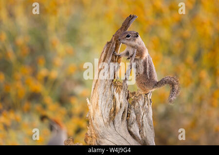 Écureuil Antilope. De l'Arizona. Banque D'Images