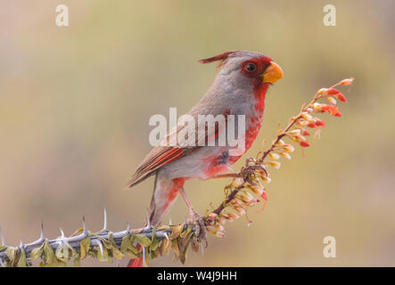 Pyrrhuloxia, Arizona. Banque D'Images