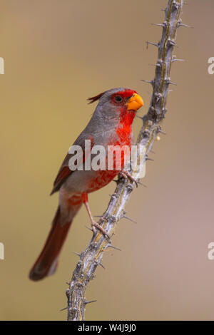 Pyrrhuloxia, Arizona. Banque D'Images