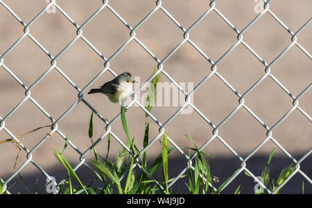 Une Paruline de Lucy en Arizona Banque D'Images