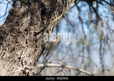 Une femelle Gila Woodpecker en Arizona Banque D'Images