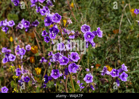 Bleu-violet violet lumineux vibrant vif golden Canterbury Bells, saisonnier printemps des plantes indigènes, de fleurs sauvages en fleurs Banque D'Images