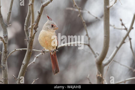 Le Cardinal Pyrrhuloxia femelle désert en Arizona Banque D'Images